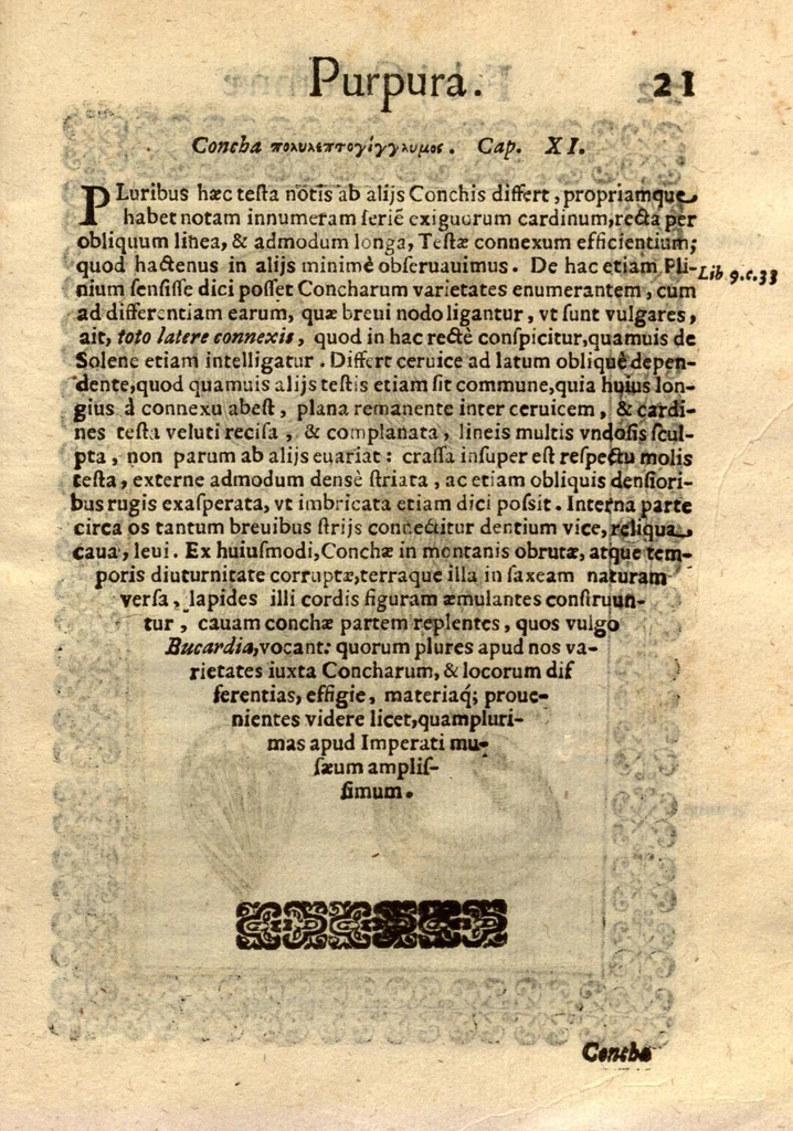 An illustration from Fabii Columnae Lyncei Minus cognitarum rariorumque nostro coelo orientium stirpium ekphrasis ?qua non paucae ab antiquioribus Theophrasto, Dioscoride, Plinio, Galeno aliisq. descriptae, praeter illas etiam in Phytobasano editas disquiruntur ac declarantur. Item de aquatilibus aliisque nonnullis animalibus libellus ... Omnia fideliter ad vivum delineata, atque aeneis?typis expressa cum indice in calce voluminis locupletissimo., 1616, leaf 569