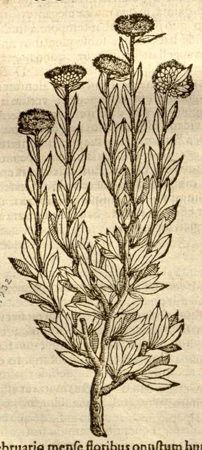 An illustration from Caroli Clusi Atrebatis, Impp. Caess. Augg., Maximiliani II, Rudolphi II, aulae quondam familiaris, Rariorum plantarum historia ?quae accesserint, proxima pagina docebit., 1601, leaf 102