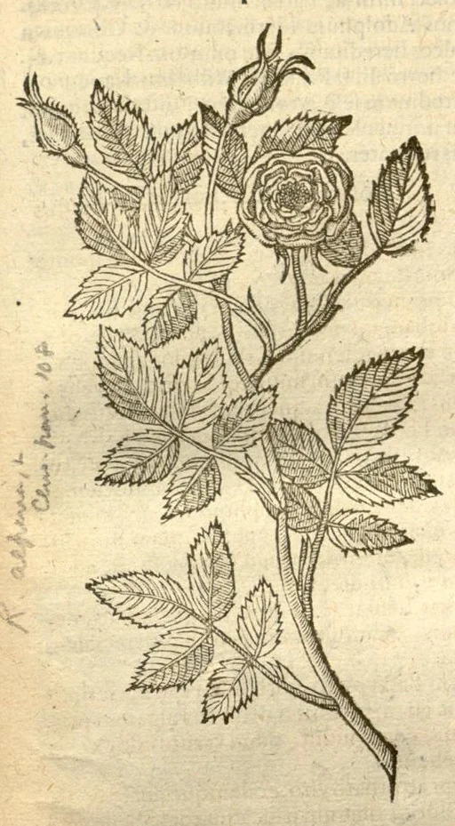 An illustration from Caroli Clusi Atrebatis, Impp. Caess. Augg., Maximiliani II, Rudolphi II, aulae quondam familiaris, Rariorum plantarum historia ?quae accesserint, proxima pagina docebit., 1601, leaf 127