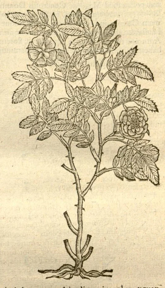 An illustration from Caroli Clusi Atrebatis, Impp. Caess. Augg., Maximiliani II, Rudolphi II, aulae quondam familiaris, Rariorum plantarum historia ?quae accesserint, proxima pagina docebit., 1601, leaf 127