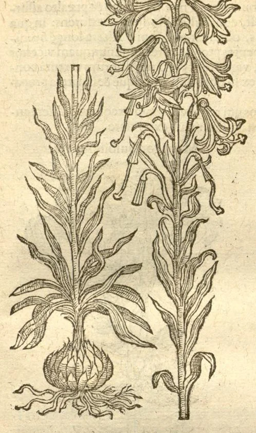 An illustration from Caroli Clusi Atrebatis, Impp. Caess. Augg., Maximiliani II, Rudolphi II, aulae quondam familiaris, Rariorum plantarum historia ?quae accesserint, proxima pagina docebit., 1601, leaf 147