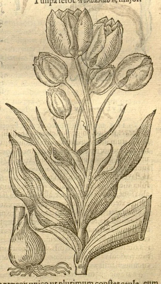An illustration from Caroli Clusi Atrebatis, Impp. Caess. Augg., Maximiliani II, Rudolphi II, aulae quondam familiaris, Rariorum plantarum historia ?quae accesserint, proxima pagina docebit., 1601, leaf 155