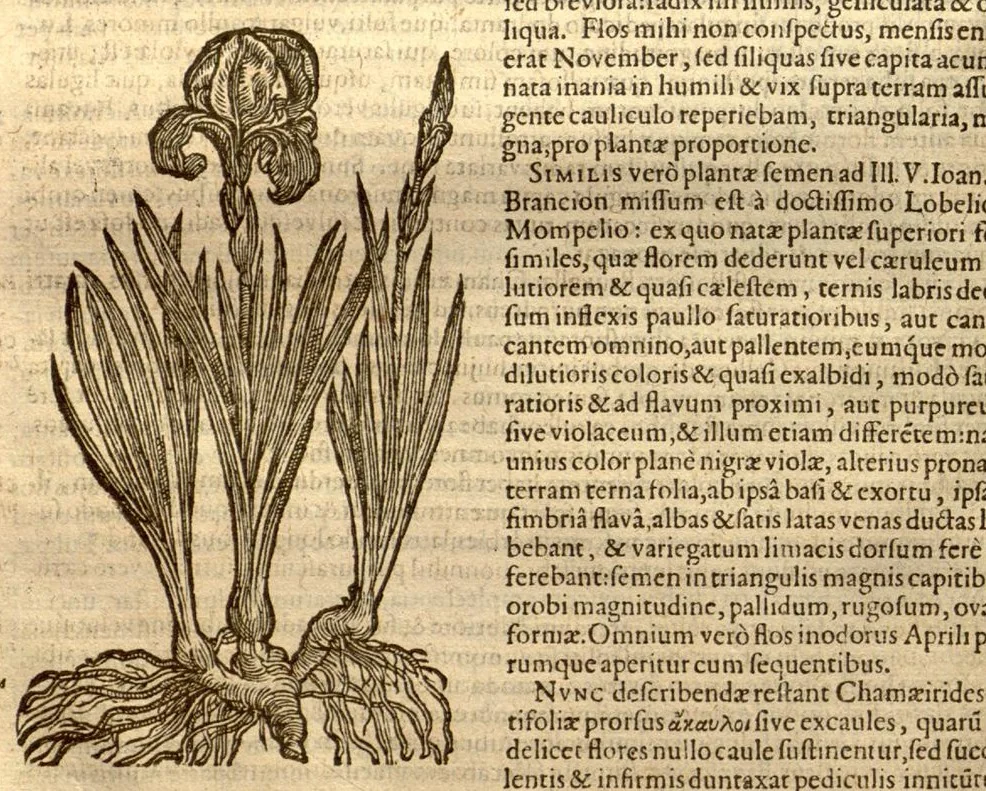 An illustration from Caroli Clusi Atrebatis, Impp. Caess. Augg., Maximiliani II, Rudolphi II, aulae quondam familiaris, Rariorum plantarum historia ?quae accesserint, proxima pagina docebit., 1601, leaf 236