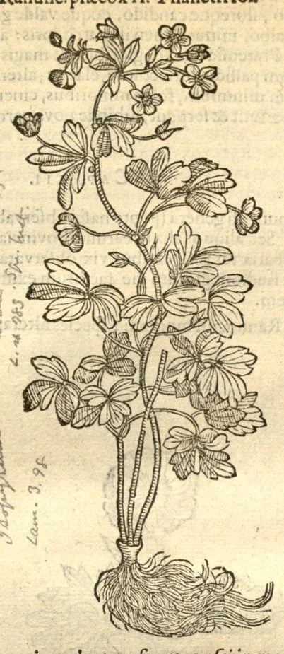 An illustration from Caroli Clusi Atrebatis, Impp. Caess. Augg., Maximiliani II, Rudolphi II, aulae quondam familiaris, Rariorum plantarum historia ?quae accesserint, proxima pagina docebit., 1601, leaf 245