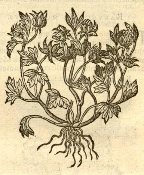 An illustration from Caroli Clusi Atrebatis, Impp. Caess. Augg., Maximiliani II, Rudolphi II, aulae quondam familiaris, Rariorum plantarum historia ?quae accesserint, proxima pagina docebit., 1601, leaf 245