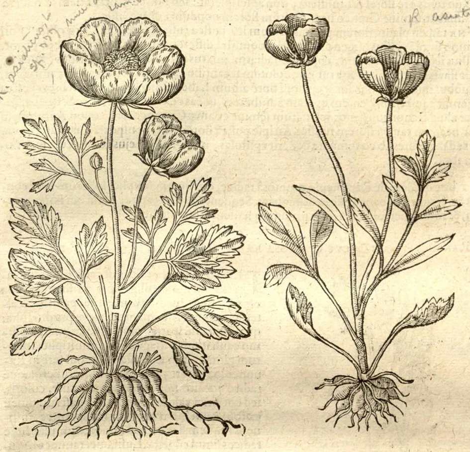 An illustration from Caroli Clusi Atrebatis, Impp. Caess. Augg., Maximiliani II, Rudolphi II, aulae quondam familiaris, Rariorum plantarum historia ?quae accesserint, proxima pagina docebit., 1601, leaf 253