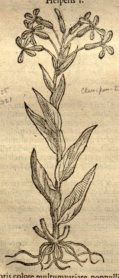 An illustration from Caroli Clusi Atrebatis, Impp. Caess. Augg., Maximiliani II, Rudolphi II, aulae quondam familiaris, Rariorum plantarum historia ?quae accesserint, proxima pagina docebit., 1601, leaf 308