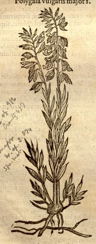 An illustration from Caroli Clusi Atrebatis, Impp. Caess. Augg., Maximiliani II, Rudolphi II, aulae quondam familiaris, Rariorum plantarum historia ?quae accesserint, proxima pagina docebit., 1601, leaf 336