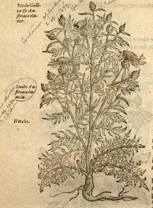 An illustration from Caroli Clusi Atrebatis, Impp. Caess. Augg., Maximiliani II, Rudolphi II, aulae quondam familiaris, Rariorum plantarum historia ?quae accesserint, proxima pagina docebit., 1601, leaf 386