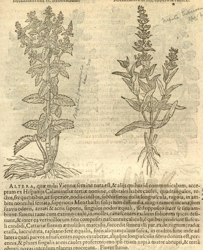 An illustration from Caroli Clusi Atrebatis, Impp. Caess. Augg., Maximiliani II, Rudolphi II, aulae quondam familiaris, Rariorum plantarum historia ?quae accesserint, proxima pagina docebit., 1601, leaf 409