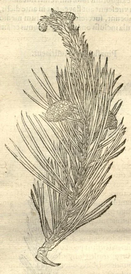 An illustration from Caroli Clusi Atrebatis, Impp. Caess. Augg., Maximiliani II, Rudolphi II, aulae quondam familiaris, Rariorum plantarum historia ?quae accesserint, proxima pagina docebit., 1601, leaf 43