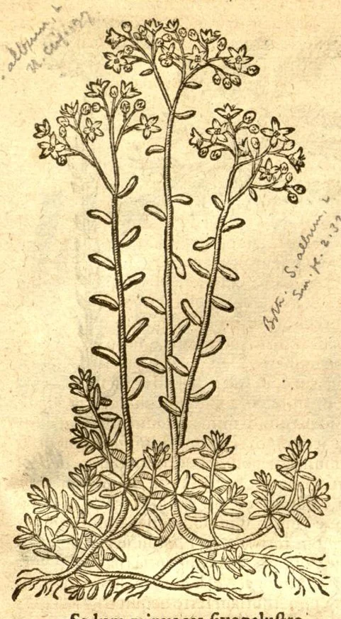 An illustration from Caroli Clusi Atrebatis, Impp. Caess. Augg., Maximiliani II, Rudolphi II, aulae quondam familiaris, Rariorum plantarum historia ?quae accesserint, proxima pagina docebit., 1601, leaf 435