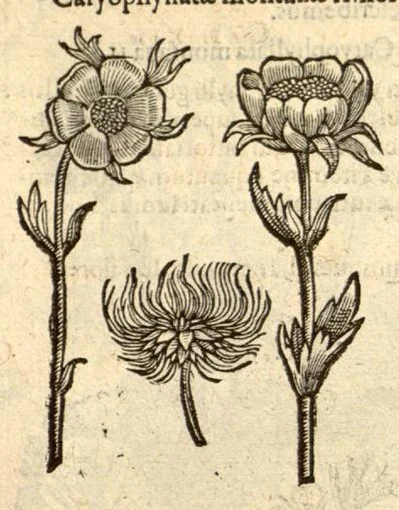 An illustration from Caroli Clusi Atrebatis, Impp. Caess. Augg., Maximiliani II, Rudolphi II, aulae quondam familiaris, Rariorum plantarum historia ?quae accesserint, proxima pagina docebit., 1601, leaf 480