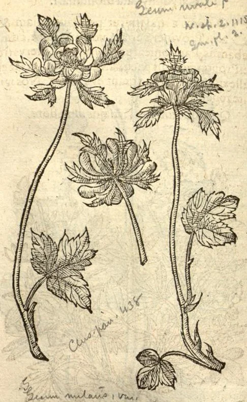 An illustration from Caroli Clusi Atrebatis, Impp. Caess. Augg., Maximiliani II, Rudolphi II, aulae quondam familiaris, Rariorum plantarum historia ?quae accesserint, proxima pagina docebit., 1601, leaf 480