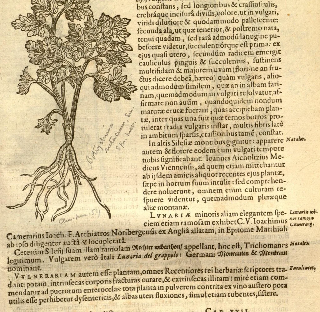 An illustration from Caroli Clusi Atrebatis, Impp. Caess. Augg., Maximiliani II, Rudolphi II, aulae quondam familiaris, Rariorum plantarum historia ?quae accesserint, proxima pagina docebit., 1601, leaf 495