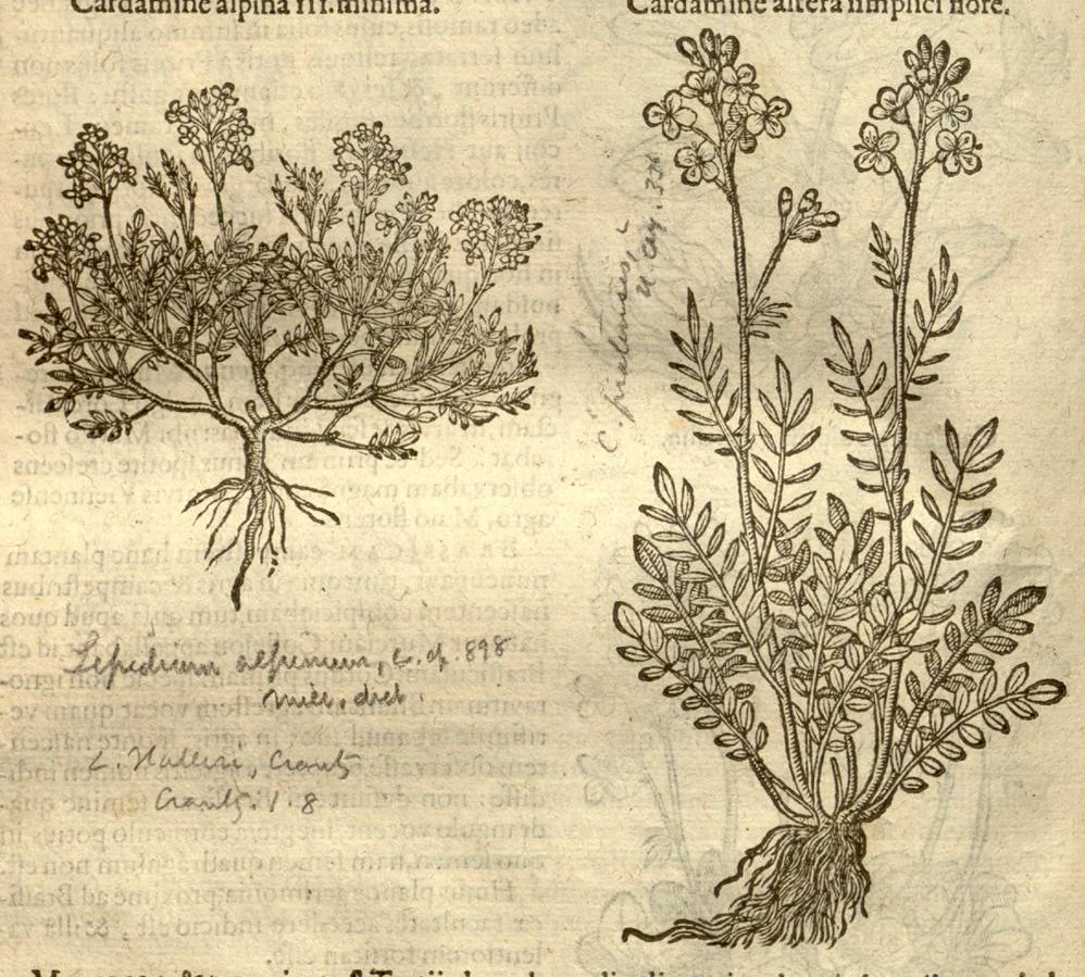 An illustration from Caroli Clusi Atrebatis, Impp. Caess. Augg., Maximiliani II, Rudolphi II, aulae quondam familiaris, Rariorum plantarum historia ?quae accesserint, proxima pagina docebit., 1601, leaf 504