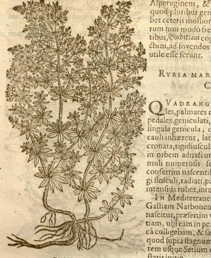 An illustration from Caroli Clusi Atrebatis, Impp. Caess. Augg., Maximiliani II, Rudolphi II, aulae quondam familiaris, Rariorum plantarum historia ?quae accesserint, proxima pagina docebit., 1601, leaf 552