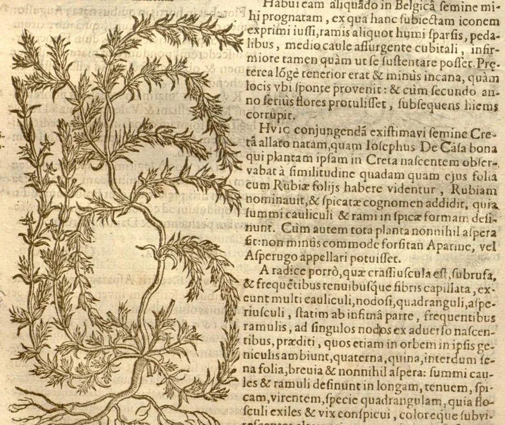 An illustration from Caroli Clusi Atrebatis, Impp. Caess. Augg., Maximiliani II, Rudolphi II, aulae quondam familiaris, Rariorum plantarum historia ?quae accesserint, proxima pagina docebit., 1601, leaf 552