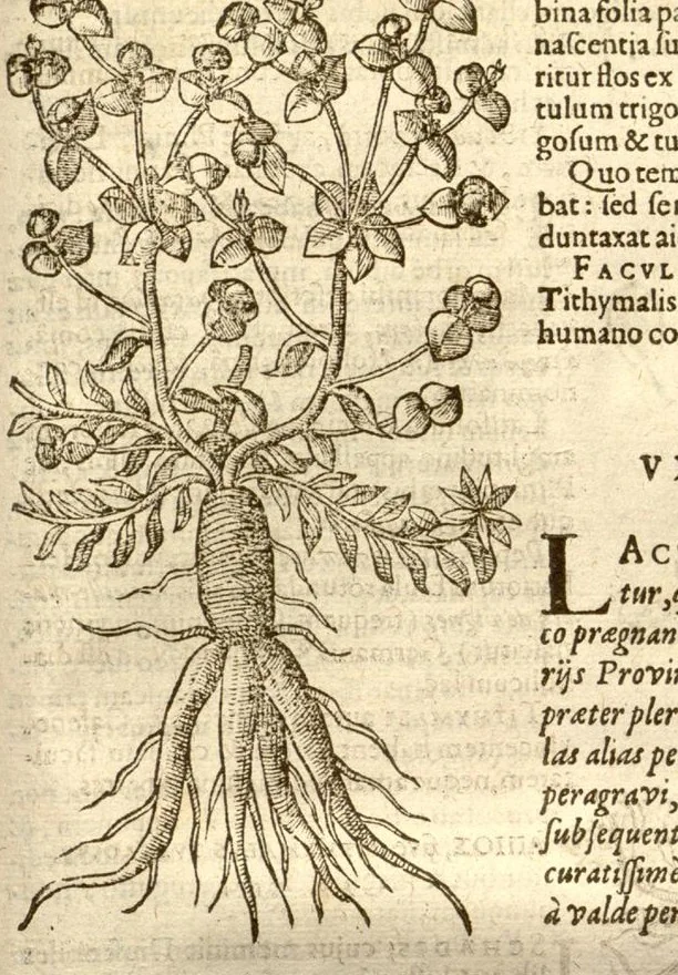An illustration from Caroli Clusi Atrebatis, Impp. Caess. Augg., Maximiliani II, Rudolphi II, aulae quondam familiaris, Rariorum plantarum historia ?quae accesserint, proxima pagina docebit., 1601, leaf 567