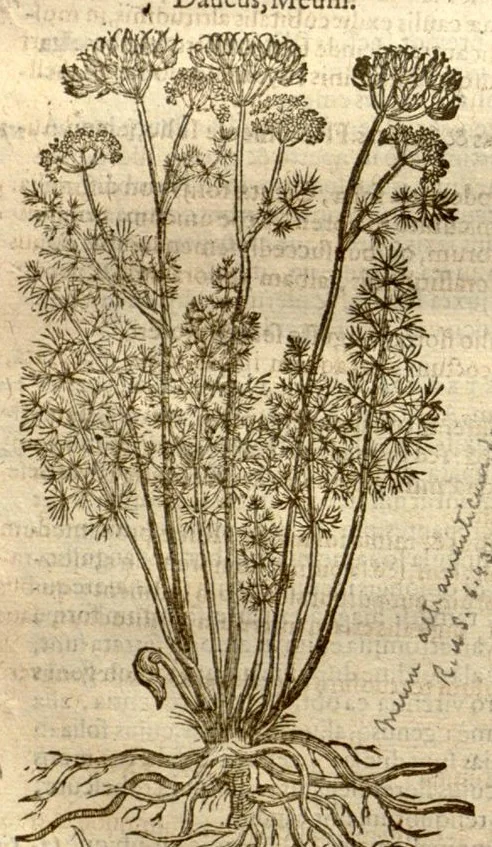 An illustration from Caroli Clusi Atrebatis, Impp. Caess. Augg., Maximiliani II, Rudolphi II, aulae quondam familiaris, Rariorum plantarum historia ?quae accesserint, proxima pagina docebit., 1601, leaf 574