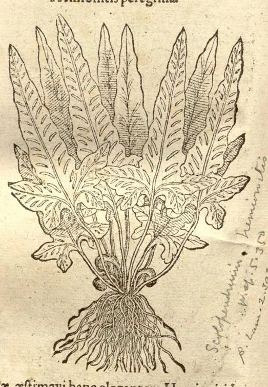 An illustration from Caroli Clusi Atrebatis, Impp. Caess. Augg., Maximiliani II, Rudolphi II, aulae quondam familiaris, Rariorum plantarum historia ?quae accesserint, proxima pagina docebit., 1601, leaf 590
