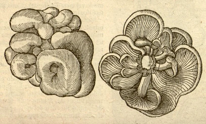 An illustration from Caroli Clusi Atrebatis, Impp. Caess. Augg., Maximiliani II, Rudolphi II, aulae quondam familiaris, Rariorum plantarum historia ?quae accesserint, proxima pagina docebit., 1601, leaf 642
