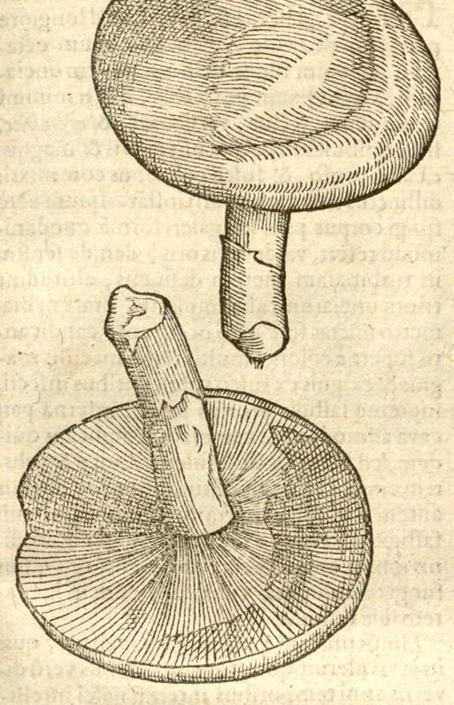 An illustration from Caroli Clusi Atrebatis, Impp. Caess. Augg., Maximiliani II, Rudolphi II, aulae quondam familiaris, Rariorum plantarum historia ?quae accesserint, proxima pagina docebit., 1601, leaf 649