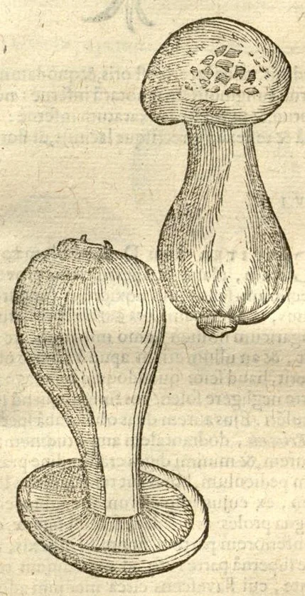 An illustration from Caroli Clusi Atrebatis, Impp. Caess. Augg., Maximiliani II, Rudolphi II, aulae quondam familiaris, Rariorum plantarum historia ?quae accesserint, proxima pagina docebit., 1601, leaf 657
