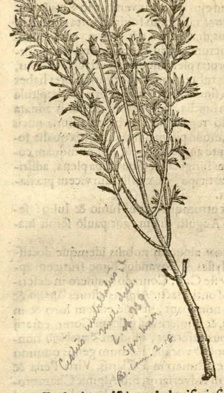 An illustration from Caroli Clusi Atrebatis, Impp. Caess. Augg., Maximiliani II, Rudolphi II, aulae quondam familiaris, Rariorum plantarum historia ?quae accesserint, proxima pagina docebit., 1601, leaf 93