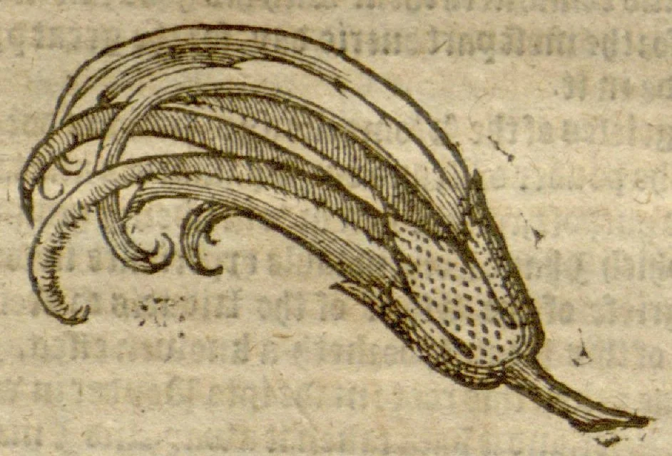 An illustration from Ioyfullnewes out of the new?found uuorlde ?wherein are declared, the rare and singuler vertues of diuers herbs, trees, plantes, oyles & stones, with their applications, as well to the use of phisicke as of chirurgery ... Also the portrature of the said hearbs /Englished by John Frampton ... Newly corrected ... Whereunto are added three other bookes treating of the bezaar stone, the herb escuerconera, the properties of iron and steele in medicine, and the benefit of snow., 1596, leaf 121