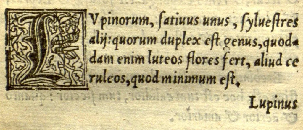 An illustration from Remberti Dodonaei mechliniensis medici De frugum historia., 1552, leaf 126