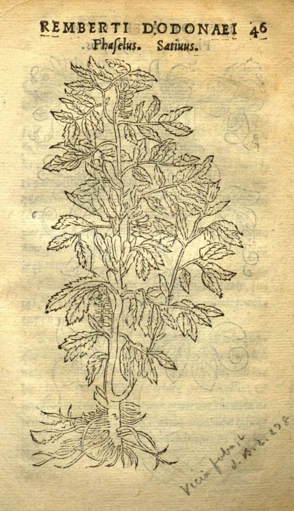 An illustration from Remberti Dodonaei mechliniensis medici De frugum historia., 1552, leaf 91