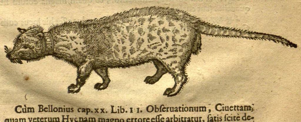 An illustration from Caroli Clvsii Atrebatis Cvrae posteriores, seu, Plurimarum non ante? cognitarum, aut descriptarum stirpium, peregrinorumq?ue aliquot animalium ?novae descriptiones? quibus & omnia ipsius opera, alia?que ab eo versa augentur, aut illustrantur /acessit seorsim Everardi Vorstii ... de eiusdem Caroli Clusii vita & obitu oratio, aliorumq?ue epicedia., 1611, leaf 117