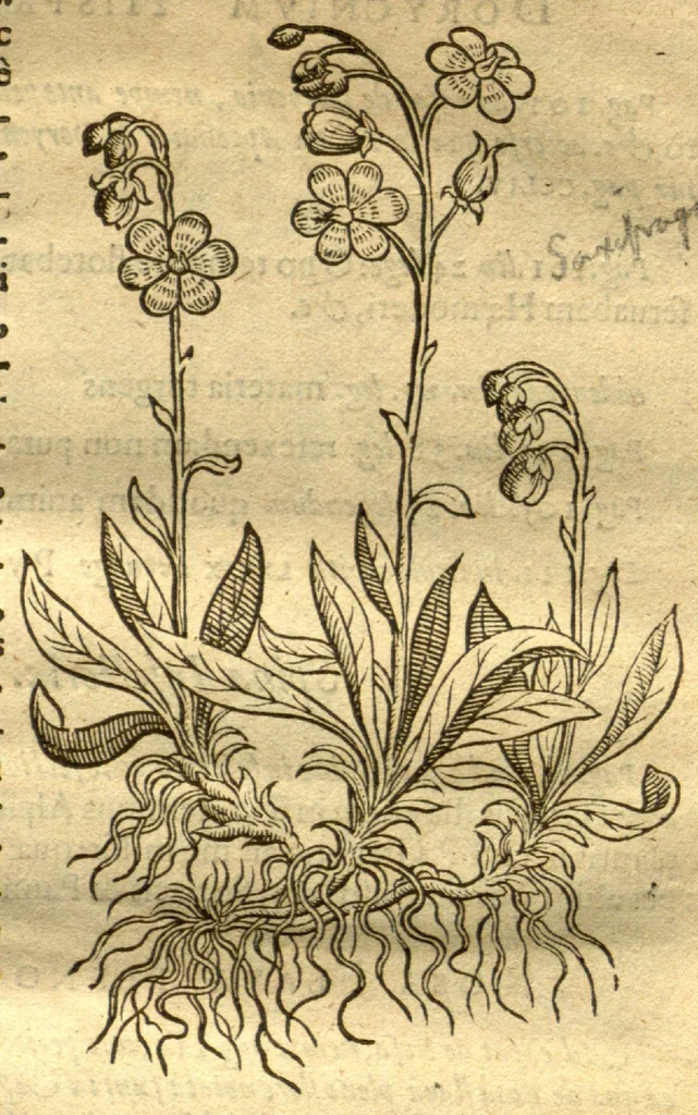 An illustration from Caroli Clvsii Atrebatis Cvrae posteriores, seu, Plurimarum non ante? cognitarum, aut descriptarum stirpium, peregrinorumq?ue aliquot animalium ?novae descriptiones? quibus & omnia ipsius opera, alia?que ab eo versa augentur, aut illustrantur /acessit seorsim Everardi Vorstii ... de eiusdem Caroli Clusii vita & obitu oratio, aliorumq?ue epicedia., 1611, leaf 19