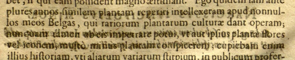 An illustration from Caroli Clvsii Atrebatis Cvrae posteriores, seu, Plurimarum non ante? cognitarum, aut descriptarum stirpium, peregrinorumq?ue aliquot animalium ?novae descriptiones? quibus & omnia ipsius opera, alia?que ab eo versa augentur, aut illustrantur /acessit seorsim Everardi Vorstii ... de eiusdem Caroli Clusii vita & obitu oratio, aliorumq?ue epicedia., 1611, leaf 32