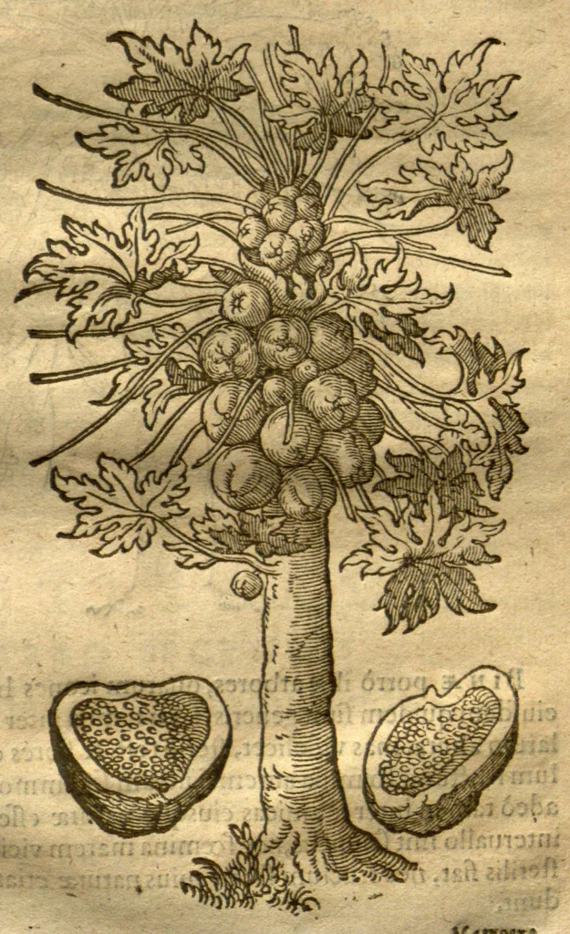 An illustration from Caroli Clvsii Atrebatis Cvrae posteriores, seu, Plurimarum non ante? cognitarum, aut descriptarum stirpium, peregrinorumq?ue aliquot animalium ?novae descriptiones? quibus & omnia ipsius opera, alia?que ab eo versa augentur, aut illustrantur /acessit seorsim Everardi Vorstii ... de eiusdem Caroli Clusii vita & obitu oratio, aliorumq?ue epicedia., 1611, leaf 87