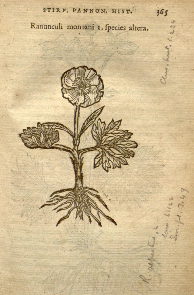 An illustration from Caroli Clusii Atrebatis Rariorum aliquot stirpium ?per Pannoniam, Austriam, & vicinas quasdam provincias observatarum historia, quatuor libris expressa ... ., 1583, leaf 370