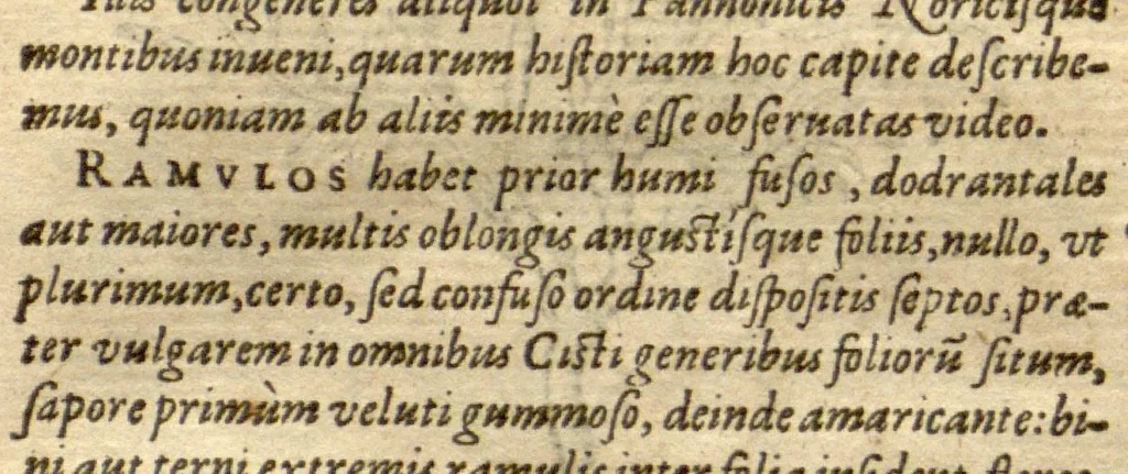 An illustration from Caroli Clusii Atrebatis Rariorum aliquot stirpium ?per Pannoniam, Austriam, & vicinas quasdam provincias observatarum historia, quatuor libris expressa ... ., 1583, leaf 64