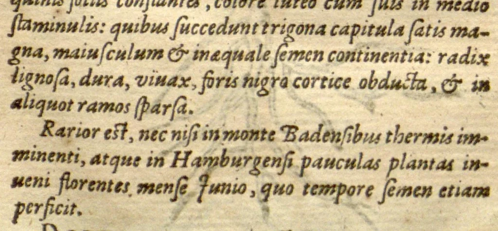 An illustration from Caroli Clusii Atrebatis Rariorum aliquot stirpium ?per Pannoniam, Austriam, & vicinas quasdam provincias observatarum historia, quatuor libris expressa ... ., 1583, leaf 64