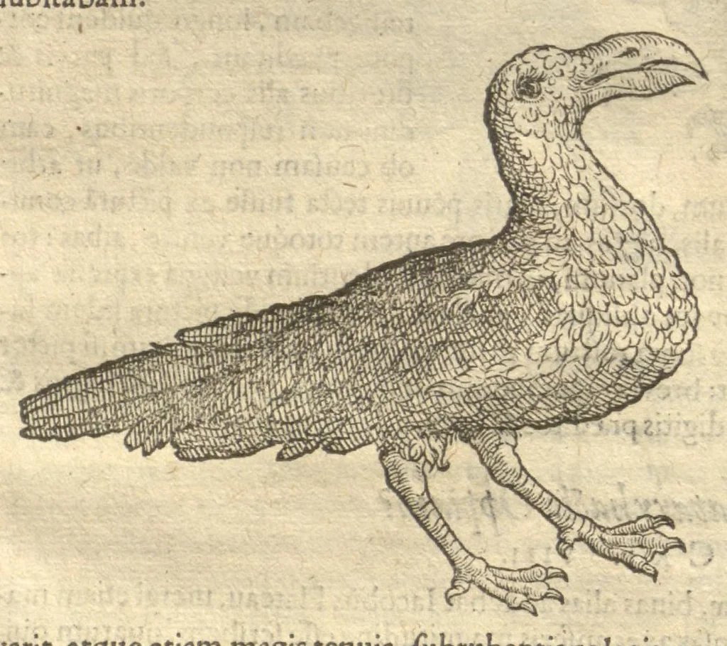 An illustration from Caroli Clvsii Atrebatis ... Exoticorvm libri decem ?quibus animalium, plantarum, aromatum, aliorum que peregrinorum fructuum historiae describuntur /item Petri Bellonii observationes ; eodem Carolo Clusio interprete ; series totius operis post praefationem indicabitur., 1605, leaf 119