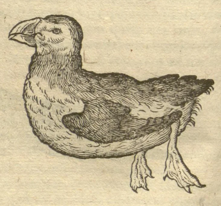 An illustration from Caroli Clvsii Atrebatis ... Exoticorvm libri decem ?quibus animalium, plantarum, aromatum, aliorum que peregrinorum fructuum historiae describuntur /item Petri Bellonii observationes ; eodem Carolo Clusio interprete ; series totius operis post praefationem indicabitur., 1605, leaf 119