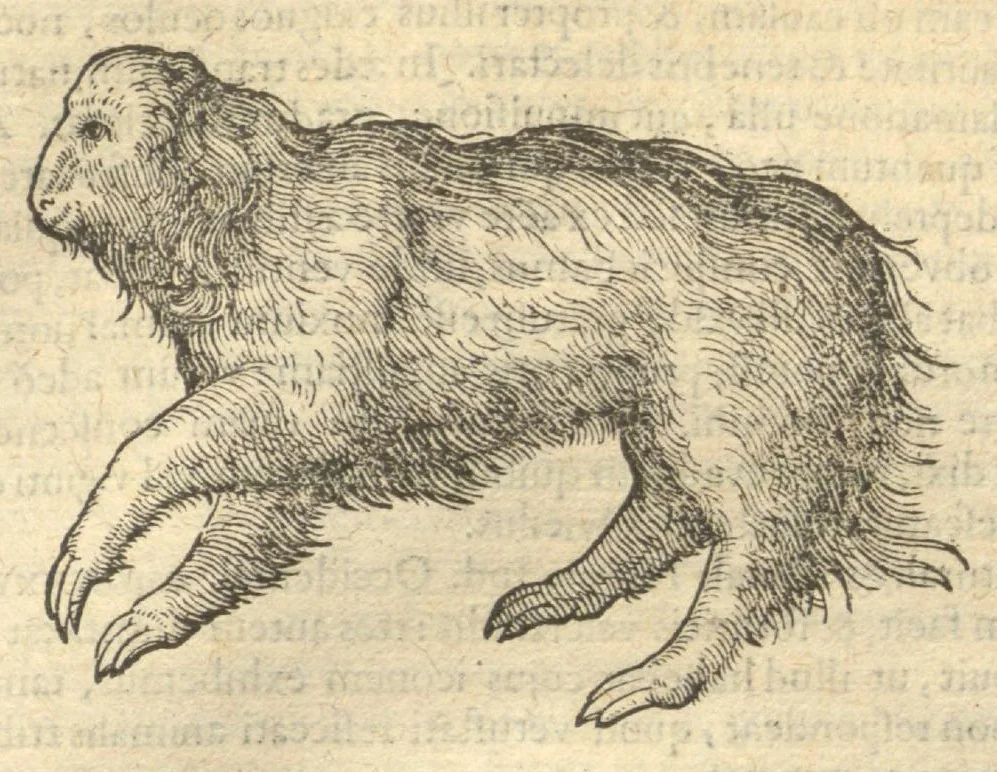 An illustration from Caroli Clvsii Atrebatis ... Exoticorvm libri decem ?quibus animalium, plantarum, aromatum, aliorum que peregrinorum fructuum historiae describuntur /item Petri Bellonii observationes ; eodem Carolo Clusio interprete ; series totius operis post praefationem indicabitur., 1605, leaf 126
