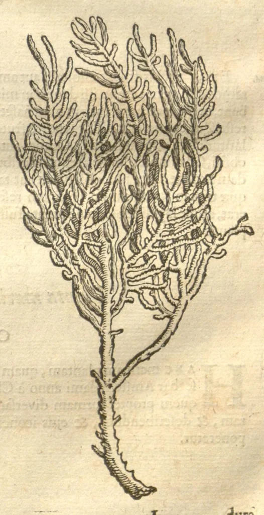 An illustration from Caroli Clvsii Atrebatis ... Exoticorvm libri decem ?quibus animalium, plantarum, aromatum, aliorum que peregrinorum fructuum historiae describuntur /item Petri Bellonii observationes ; eodem Carolo Clusio interprete ; series totius operis post praefationem indicabitur., 1605, leaf 136