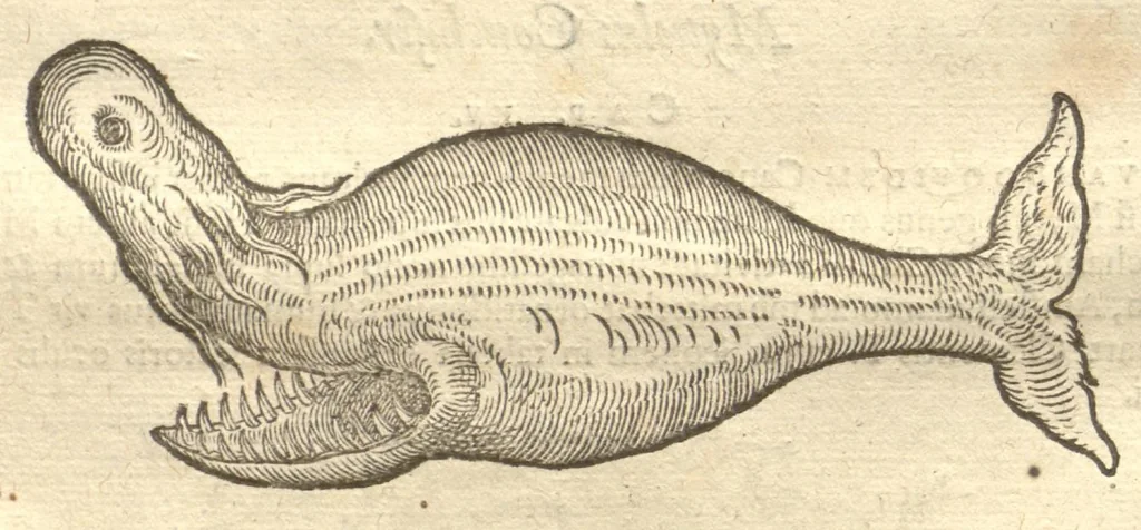 An illustration from Caroli Clvsii Atrebatis ... Exoticorvm libri decem ?quibus animalium, plantarum, aromatum, aliorum que peregrinorum fructuum historiae describuntur /item Petri Bellonii observationes ; eodem Carolo Clusio interprete ; series totius operis post praefationem indicabitur., 1605, leaf 145