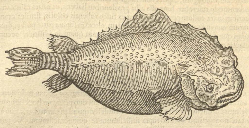 An illustration from Caroli Clvsii Atrebatis ... Exoticorvm libri decem ?quibus animalium, plantarum, aromatum, aliorum que peregrinorum fructuum historiae describuntur /item Petri Bellonii observationes ; eodem Carolo Clusio interprete ; series totius operis post praefationem indicabitur., 1605, leaf 156