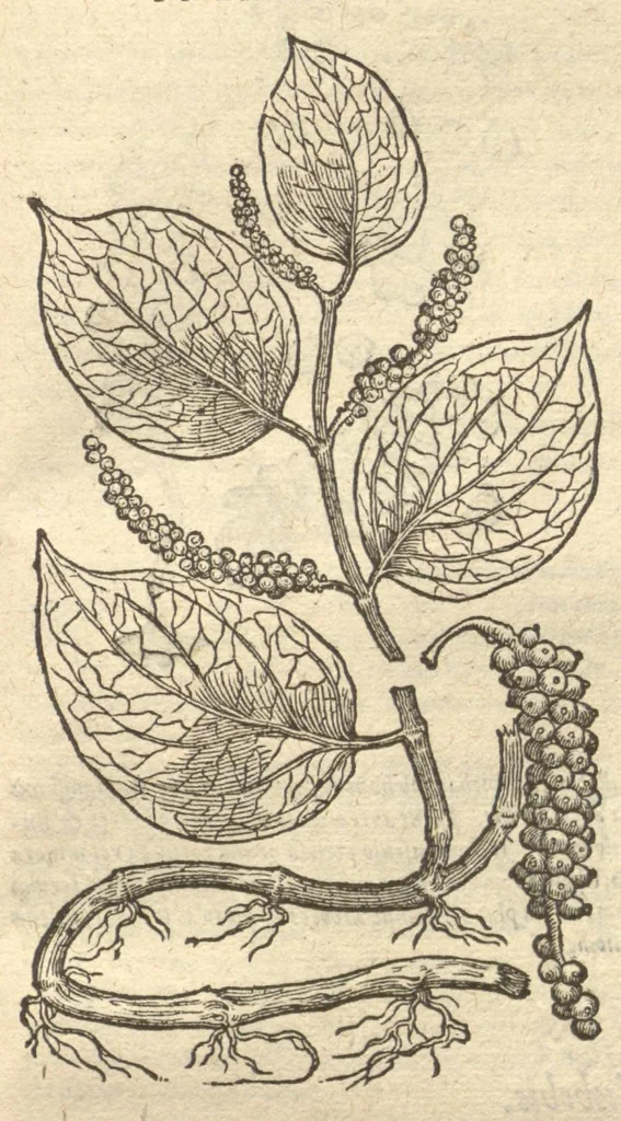 An illustration from Caroli Clvsii Atrebatis ... Exoticorvm libri decem ?quibus animalium, plantarum, aromatum, aliorum que peregrinorum fructuum historiae describuntur /item Petri Bellonii observationes ; eodem Carolo Clusio interprete ; series totius operis post praefationem indicabitur., 1605, leaf 198