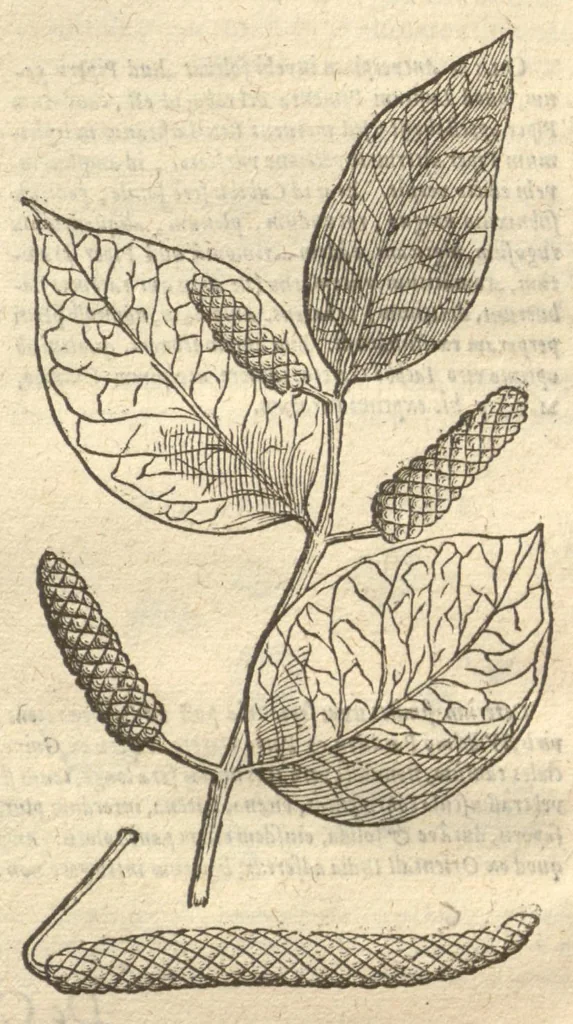 An illustration from Caroli Clvsii Atrebatis ... Exoticorvm libri decem ?quibus animalium, plantarum, aromatum, aliorum que peregrinorum fructuum historiae describuntur /item Petri Bellonii observationes ; eodem Carolo Clusio interprete ; series totius operis post praefationem indicabitur., 1605, leaf 198