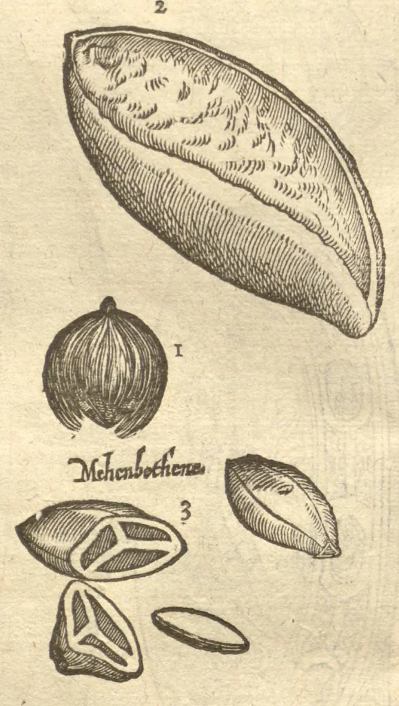 An illustration from Caroli Clvsii Atrebatis ... Exoticorvm libri decem ?quibus animalium, plantarum, aromatum, aliorum que peregrinorum fructuum historiae describuntur /item Petri Bellonii observationes ; eodem Carolo Clusio interprete ; series totius operis post praefationem indicabitur., 1605, leaf 209