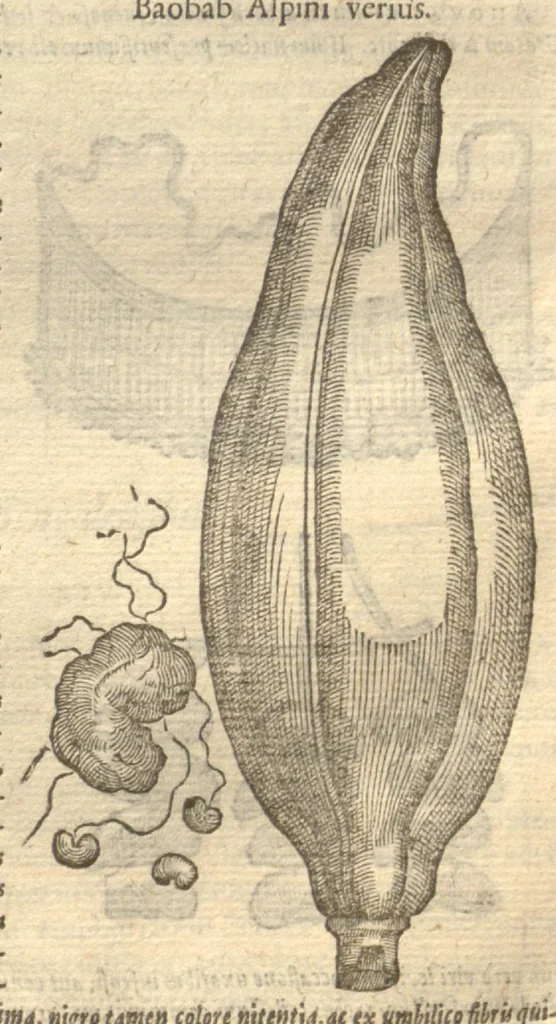 An illustration from Caroli Clvsii Atrebatis ... Exoticorvm libri decem ?quibus animalium, plantarum, aromatum, aliorum que peregrinorum fructuum historiae describuntur /item Petri Bellonii observationes ; eodem Carolo Clusio interprete ; series totius operis post praefationem indicabitur., 1605, leaf 246