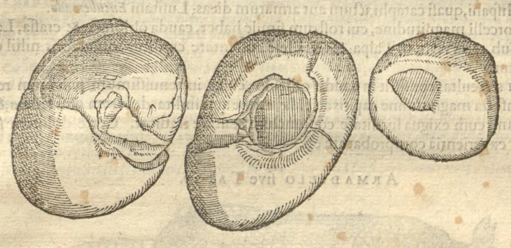 An illustration from Caroli Clvsii Atrebatis ... Exoticorvm libri decem ?quibus animalium, plantarum, aromatum, aliorum que peregrinorum fructuum historiae describuntur /item Petri Bellonii observationes ; eodem Carolo Clusio interprete ; series totius operis post praefationem indicabitur., 1605, leaf 344